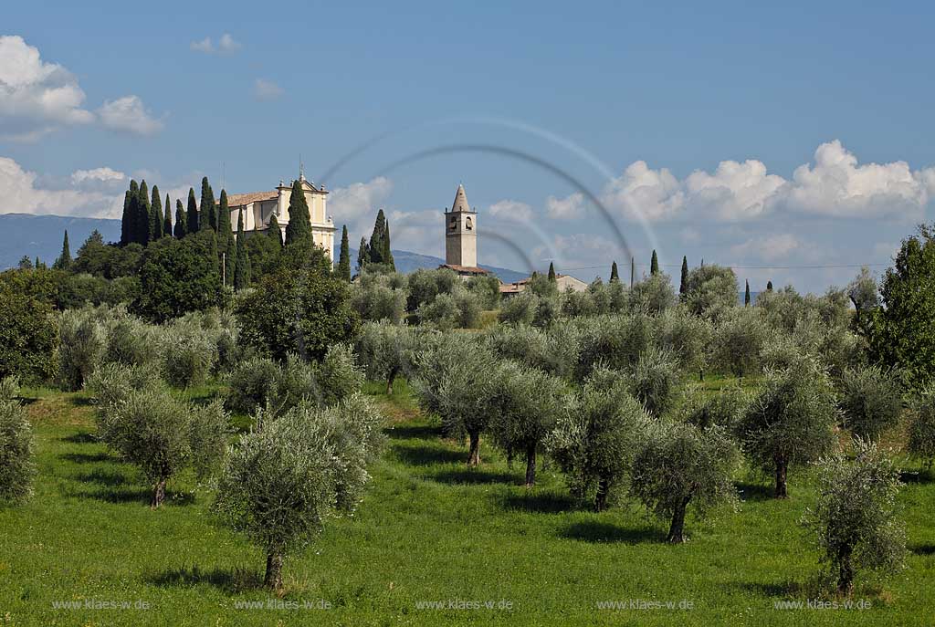 Toscolano-Maderno Gaino, Blick ueber Olivenhain zur Kirche Chiesa San Michele; Toscolano-Maderno. Gaino, view with olive grove onto church St. Michael.