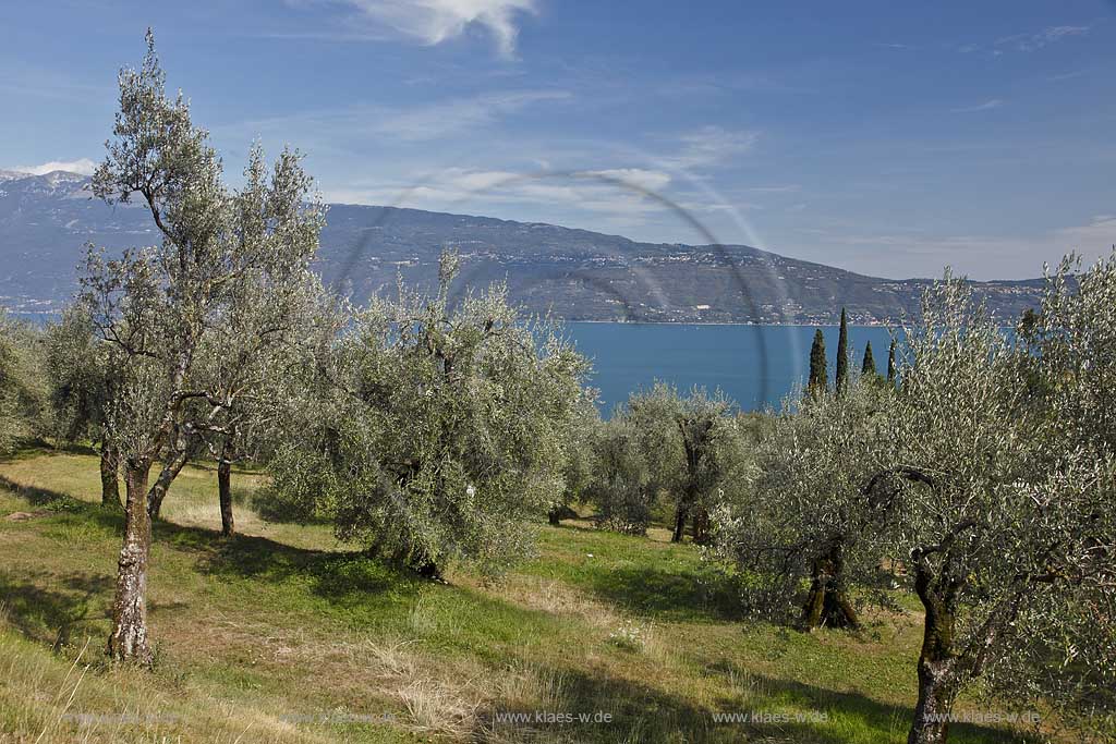 Toscolano-Maderno, Blick ueber Olivenhain zum Gardasee mit Monte Baldo Bergmassiv im Hintergrund; Toscolano-Maderno, view with olive grove onto lake Garda and Monot Baldo massif in the background.