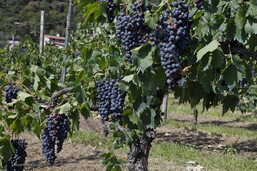Toscolano-Maderno Gaino, blaue Trauben, Weinreben; Toscolano-Maderno, Gaino, blue grapes, viniculture, winegroving