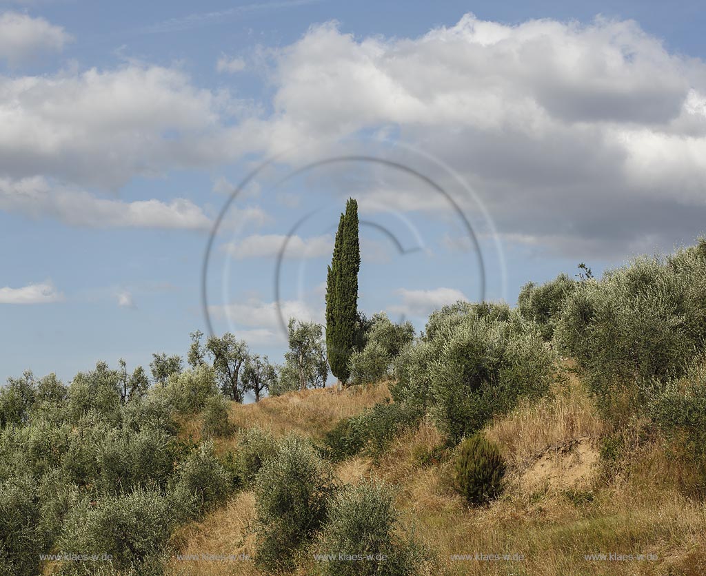 Massa e Cozzile, Blick auf Olivenhain; Massa e Cozzile, view to olive grove.