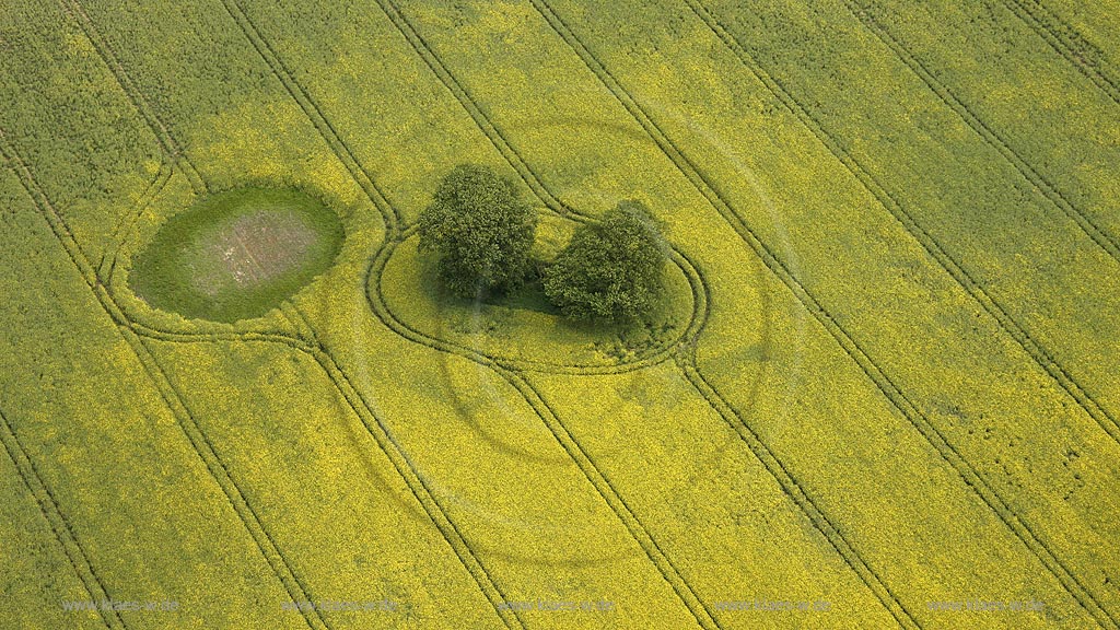 Mueritz, Luftbild,Blick auf ein  Rapsfeld mit Baumgruppe und  Treckerspuren; Mueritz, aerial photo, view to a rapeseed field with trees and marks of a trekker.