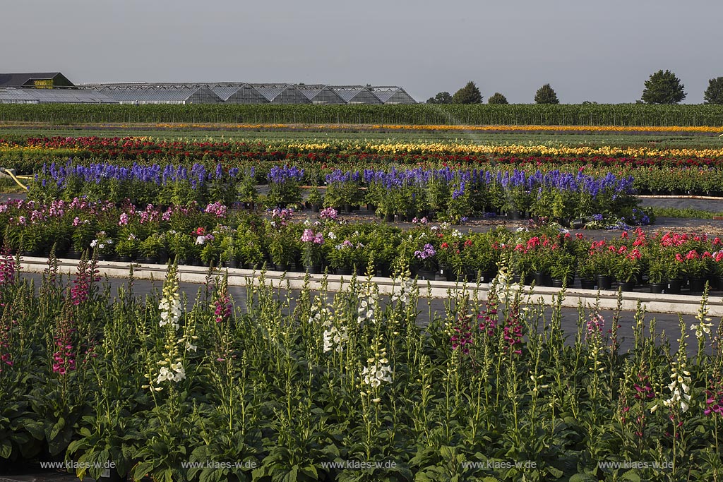 Geldern Walbeck,  Gartenbau Linhsen, Staudenzucht; Geldern Walbeck, Gartenbau Linhsen, floriculture of herbaceous perennial .