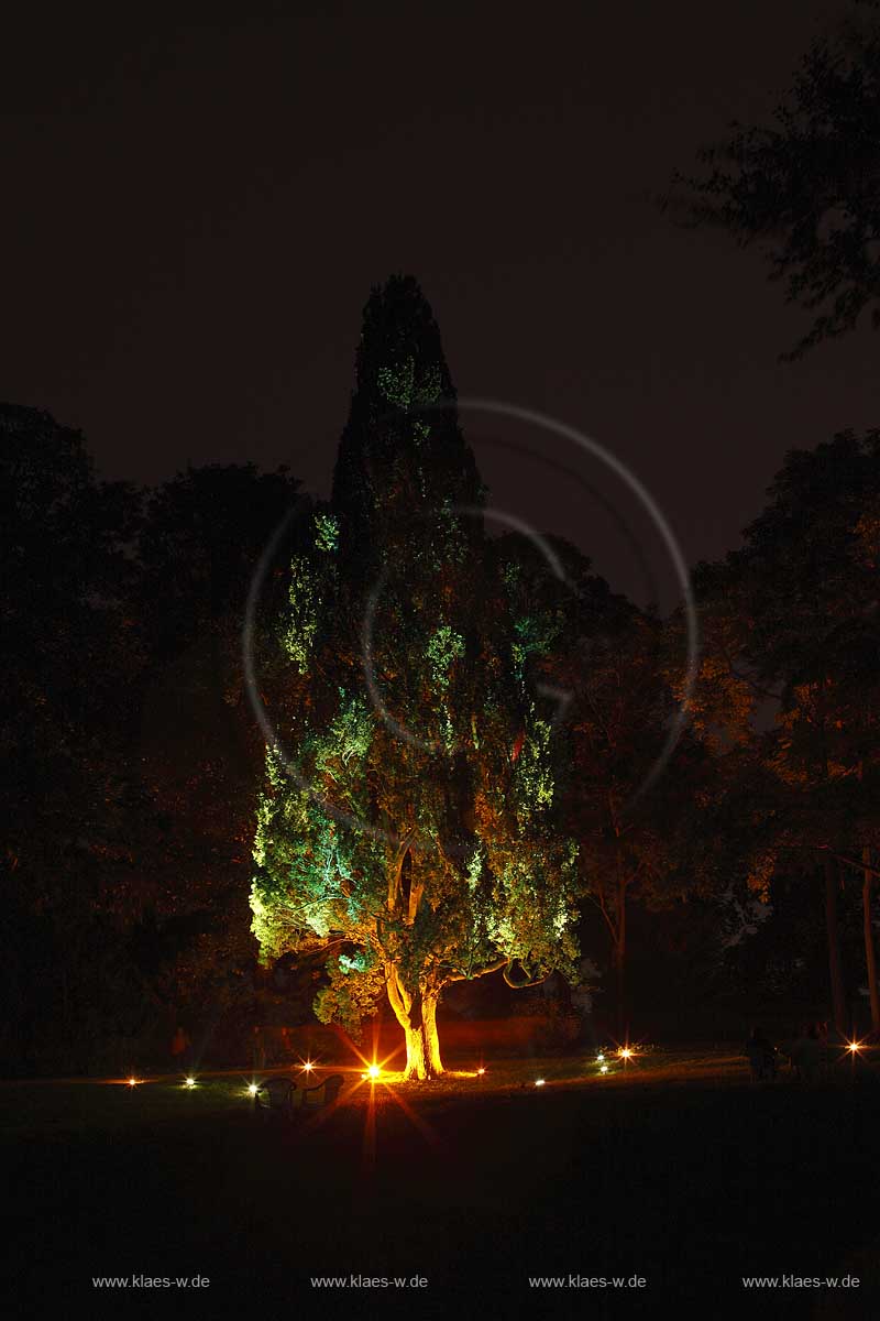 Schlosspark Schloss Dyck in Jchen Juechen Nachtaufnahme whrend der Illumina mit im Kunstlicht illuminiertem Baum