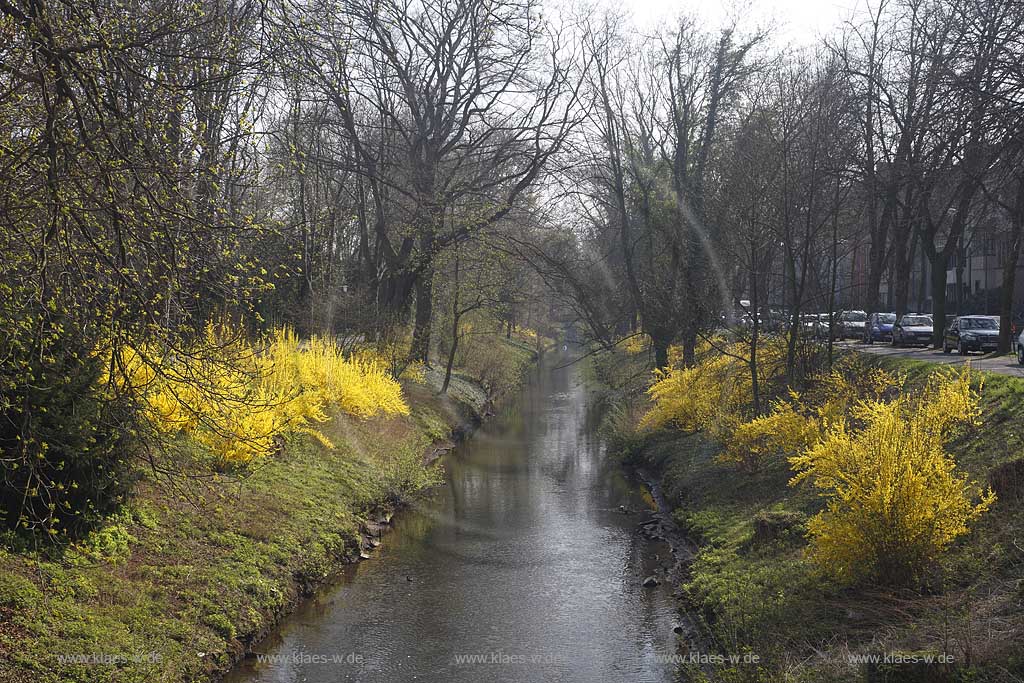 Neuss Stadtgarten mit Nordkanal und bluehenden Fosythien im Fruehling; Town park with north canal in springtime