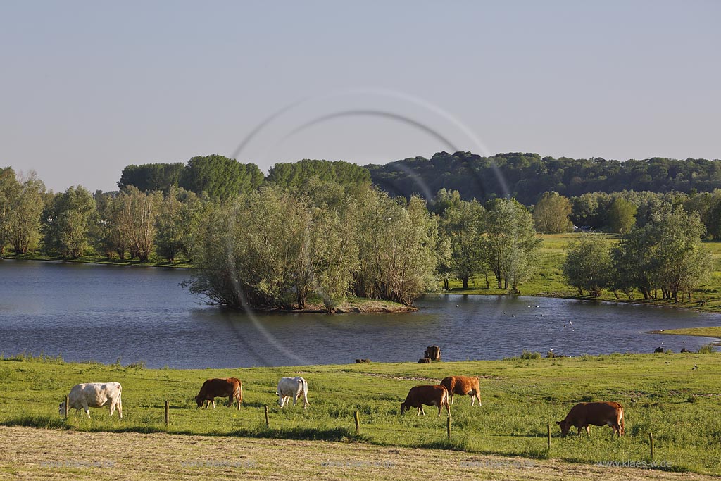 Wesel-Bislich, Rheinaue Bislich-Vahnum mit grasenden Kuehen; Wesel-Bislich, wetland Bislich-Vahnum with cows.