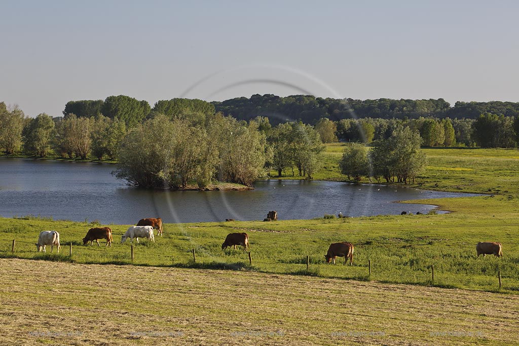 Wesel-Bislich, Rheinaue Bislich-Vahnum mit grasenden Kuehen; Wesel-Bislich, wetland Bislich-Vahnum with cows.