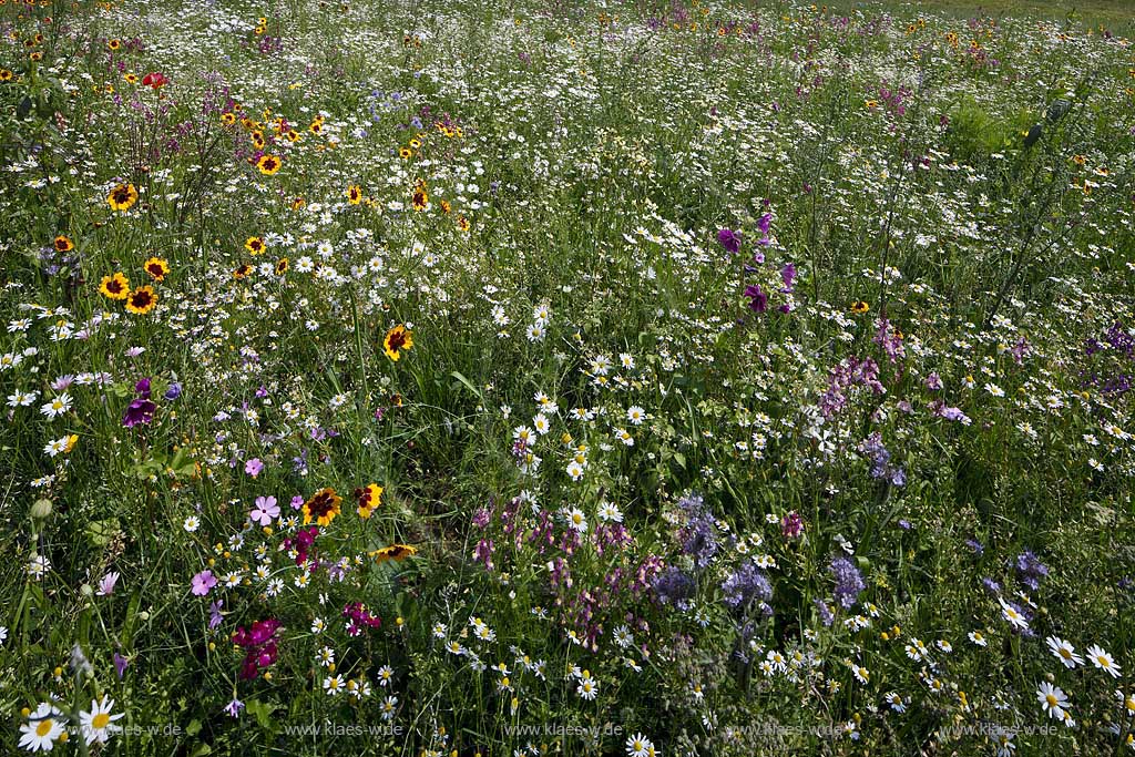 Bochum Stiepel, Wildblumenwiese am Golfplatz Stiepel mit verschiedenen bluehenden Wildblumen, Bluetentepppich; Bochum Stiepel, wild flower field