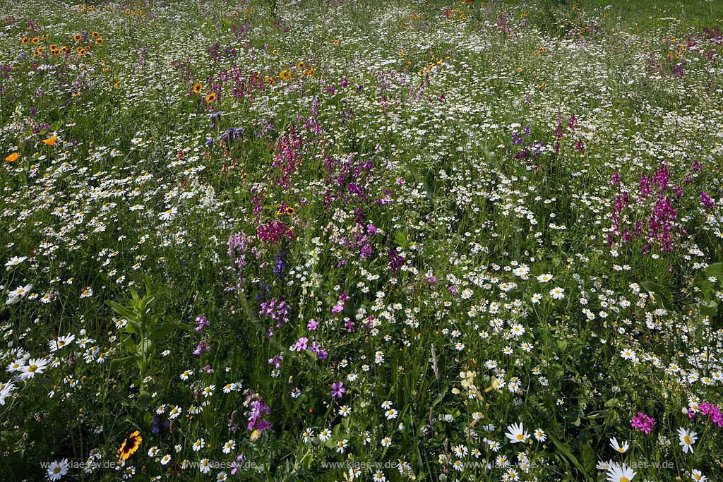 Bochum Stiepel, Wildblumenwiese am Golfplatz Stiepel mit verschiedenen bluehenden Wildblumen, Bluetentepppich; Bochum Stiepel, wild flower field