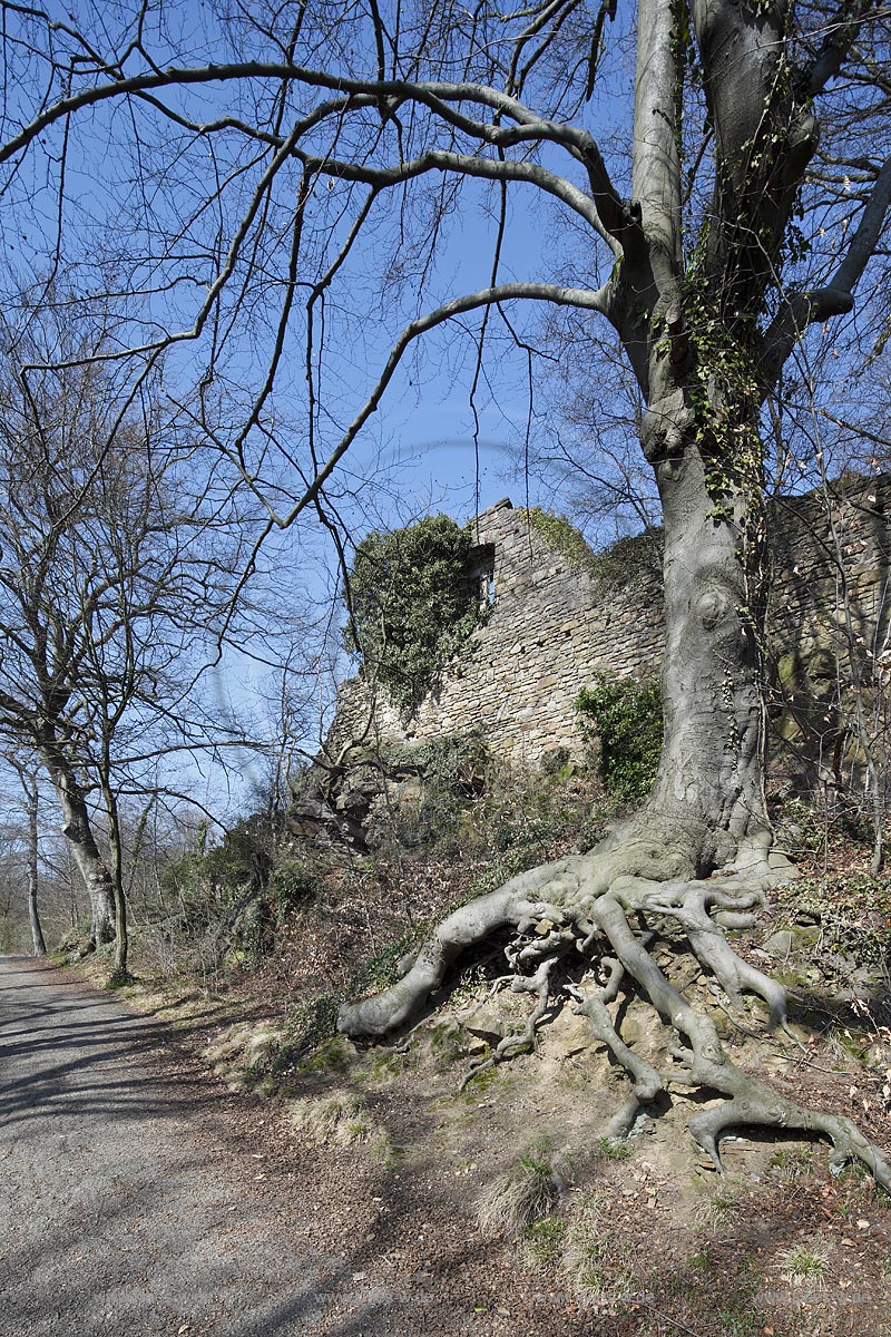 Essen Bredeney, Ruine Neue Isenburg, Aussenansicht; Essen Bredeney, ruine of castle New Isenburg.