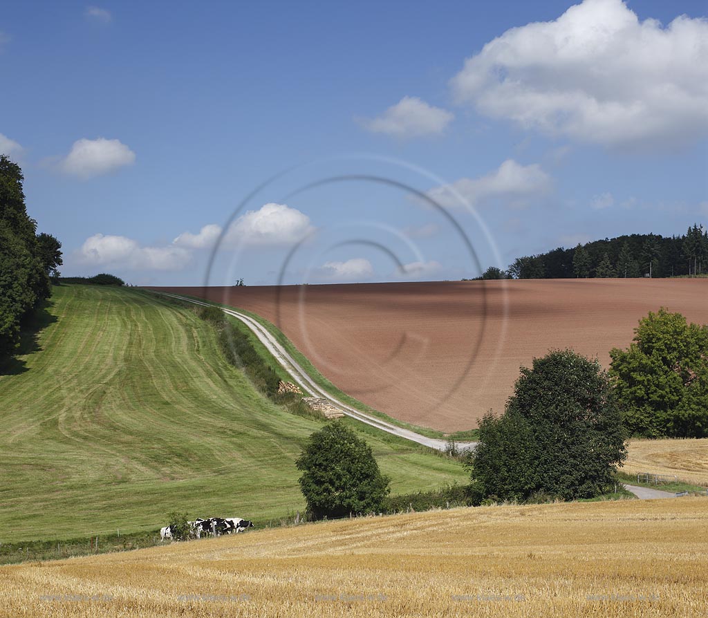 Marsberg Canstein, Huegellandschaft mit Feld, Weide und Acker; Marsberg Canstein, rolling country landscape.