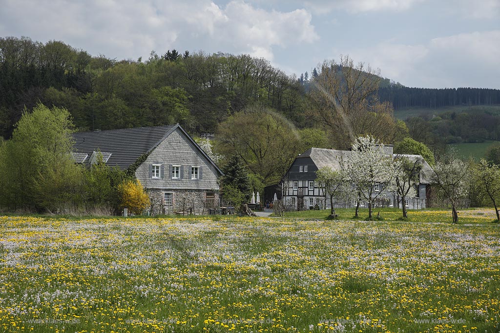 Meschede Berge, Blick auf einen Fachwerkhof hinter einer  bluehenden Fruehlingswiese; Meschede Berge, view to a frame yard behind a flowering grassland in spring.