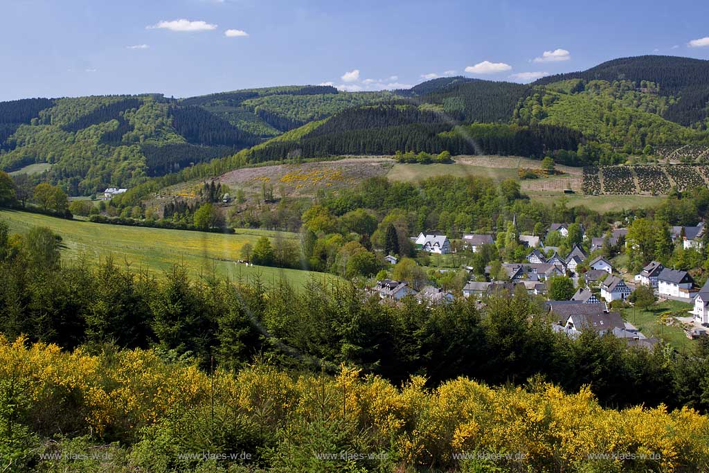 Schmallenberg, Lenne, Blick auf Ort, Landschaft und Ginsterblhte, Ginsterbluehte, Sauerland