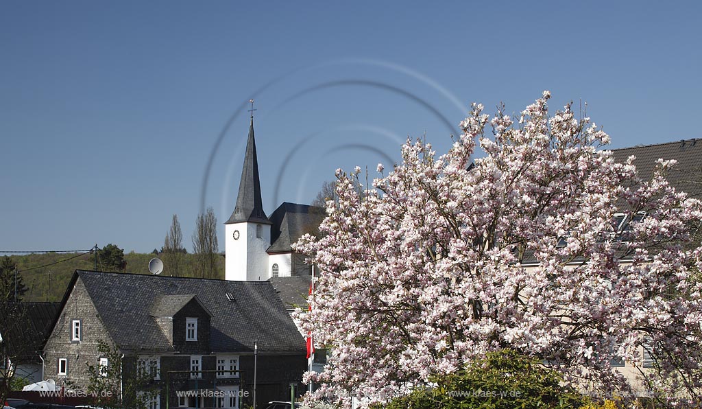 Burbach, Blick zur evangelischen Kirche auf dem Roemer mit Tulpenmagnolie; Burbach, view to the evangelic church with magnolia in flower