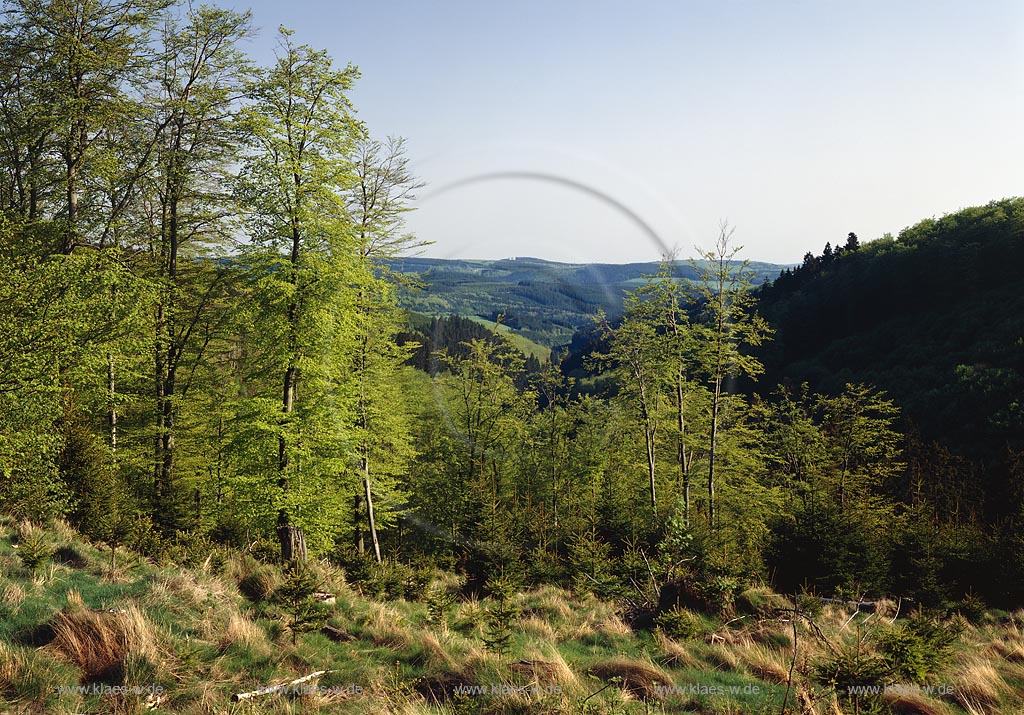 Girkhausen, Bad Berleburg, Kreis Siegen-Wittgenstein, Siegerland, Blick auf Forst, Wald Girkhausen