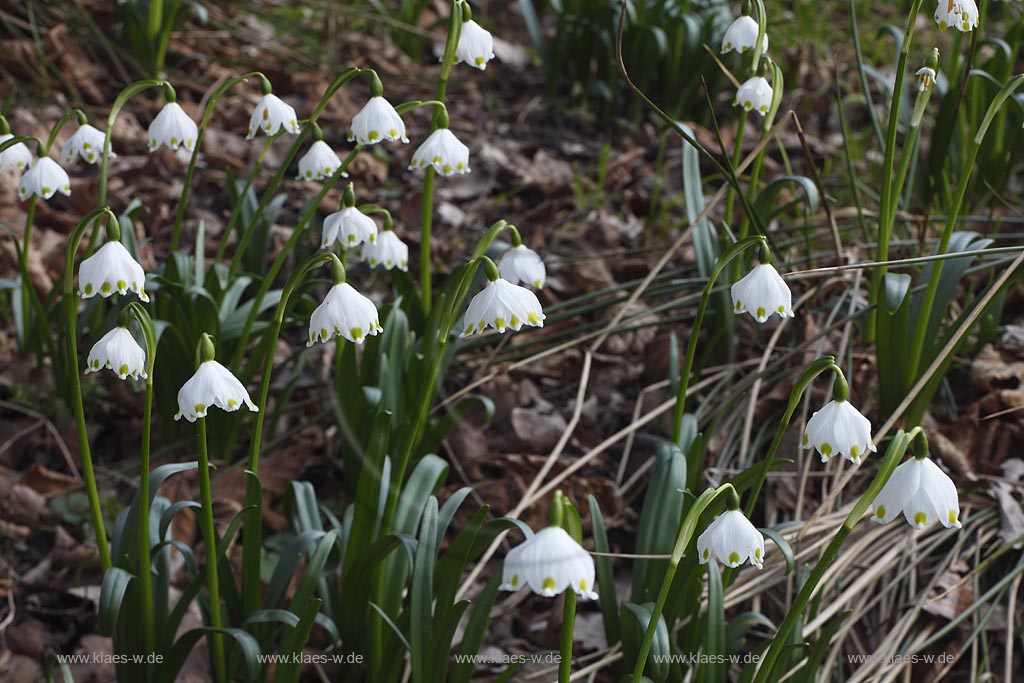 Netphen Walpersdorf, bluehende Maerzenbecher, Fruehlingsknotenblumen auf Fechtwiese im Naturschutzgebiet; Netphen Walpersdorf spring snowflake ( Leucojum vernum ) in flower