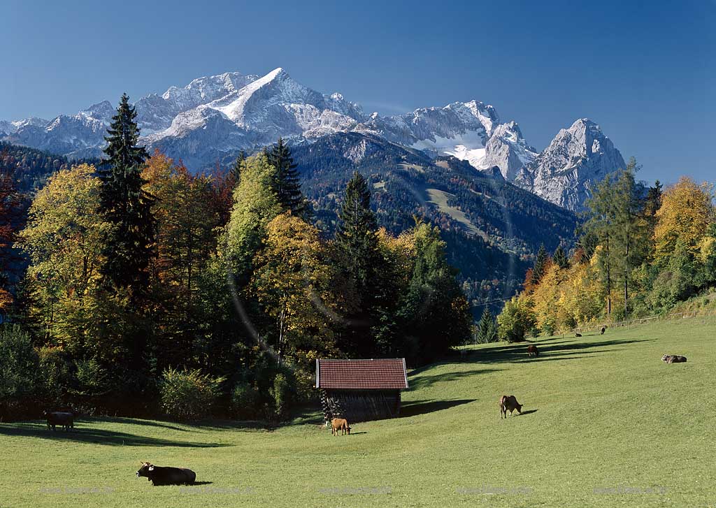 Zugspirtzgruppe bei Garm,isch Paertenkichen mit Almwiese und Kuehen in Herbstlandschaft; Zugspitz mountains near Garmisch Partenkichen with alp and cows in autumn landscape