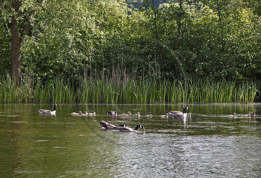 Kanadagaense Herde, Familie mit Kueken schwimmend auf dem Deichsee in Duesseldorf Wersten, Suedpark; Canadian goose family swimmin on lake Deichsee in southpark of Duesseldorf Wersten