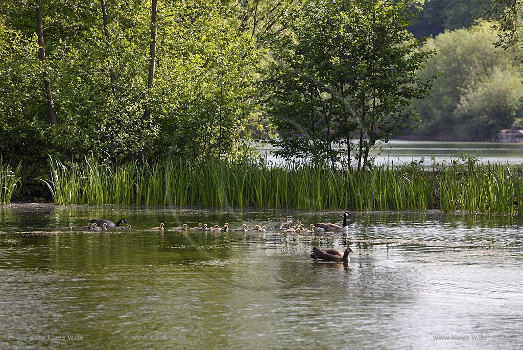 Kanadagaense Herde, Familie mit Kueken schwimmend auf dem Deichsee in Duesseldorf Wersten, Suedpark; Canadian goose family swimmin on lake Deichsee in southpark of Duesseldorf Wersten