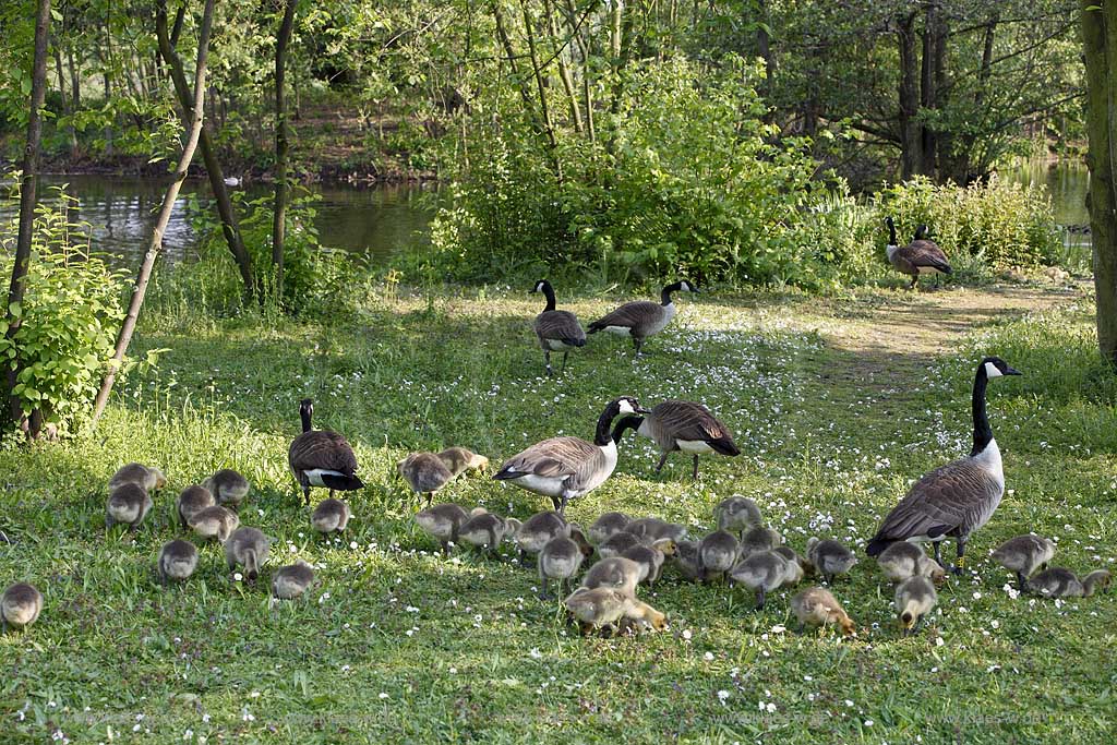 Kanadagaense Herde, Familie mit Kueken fressend am Ufer des Deichsees in Duesseldorf Wersten, Suedpark, aufmerksame Gans sichert; Canadian goose family in southpark of Duesseldorf Wersten