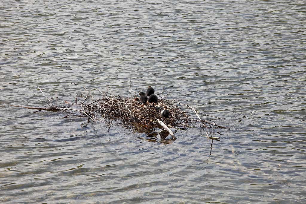 Schwimmendes Nest mit Blaesshuehner Kueken in Duesseldorf Wersten, Suedpark auf dem Deichsee; Swimming birds nest with squabs of bald coot Fulica atra in Duesseldorf southpark 