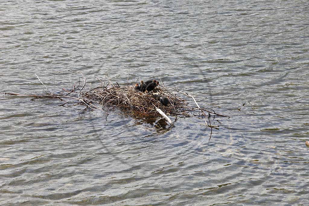Schwimmendes Nest mit Blaesshuehner Kueken in Duesseldorf Wersten, Suedpark auf dem Deichsee; Swimming birds nest with squabs of bald coot Fulica atra in Duesseldorf southpark 