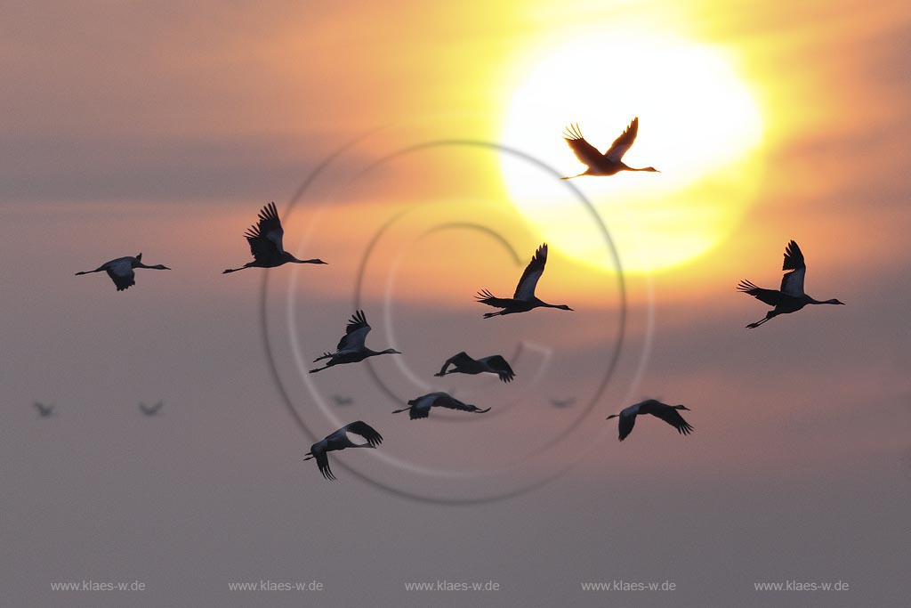 Kraniche (Grus grus) Einflug im Morgengrauen mit Sonnenaufgang vor Sonne fliegend, Deutschland Mecklenburg-Vorpommern ; Klaes/Hagen Naturfotografie