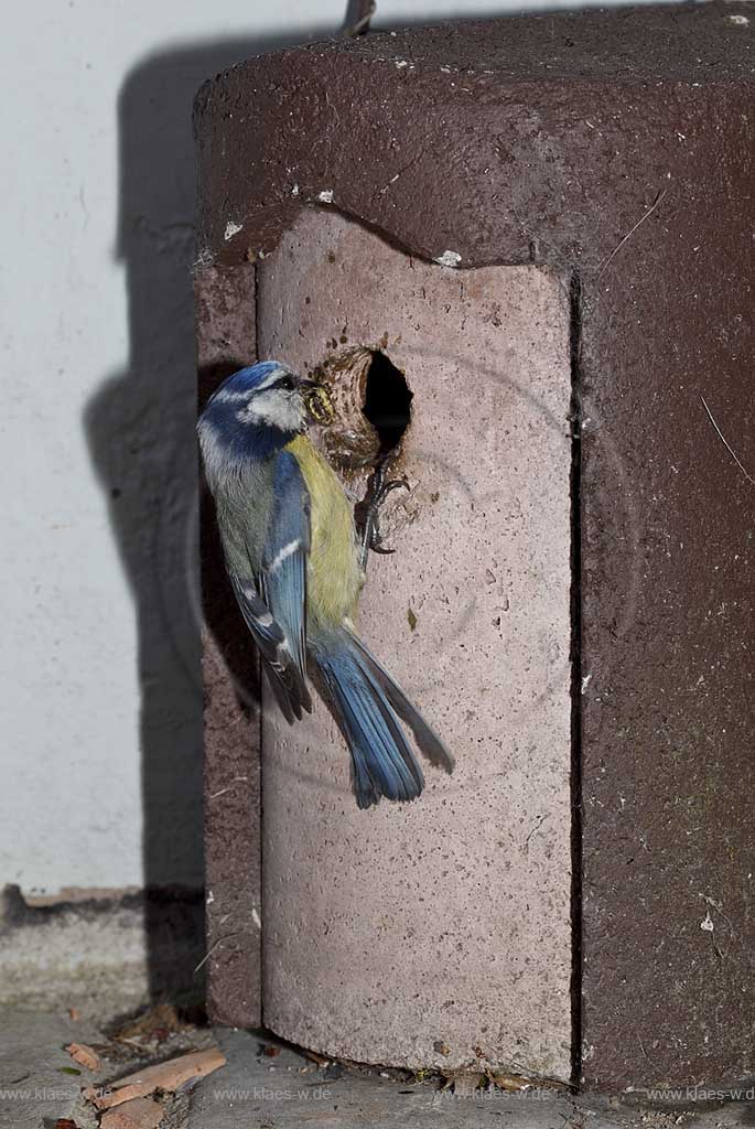 Blaumeise mit Ftter im Schnabel am  Schwegler Nistkasen; Blue tit, tomtit  at birdhouse 