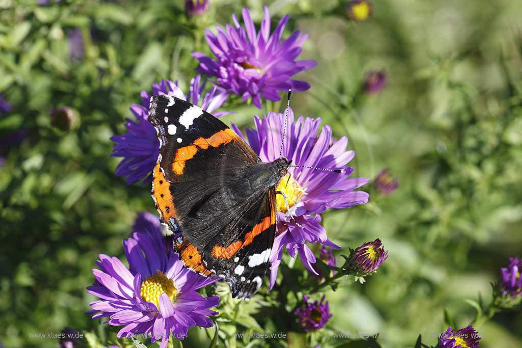 Blick auf einen Schmetterling Admiral, Vanessa atalanta, auf Aster im Sommer; View at a butterfly Admiral, Vanessa atalanta, on aster in summer