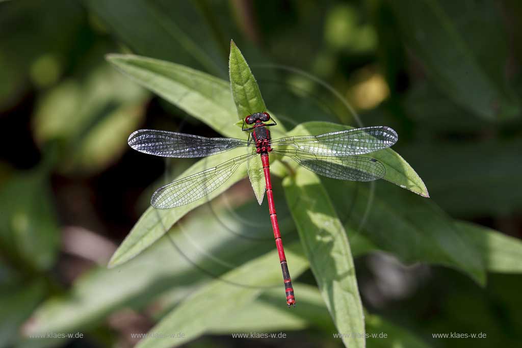 Fruehe Adonislibelle ( pyrrhosoma nymphula ) aus Vogelperspektive, Fluegel ausgebreitet auf Blaettern sitzend; red dragonfly