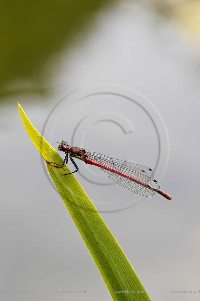 Fruehe Adonislibelle ( pyrrhosoma nymphula ) an Halm sitzend, Fluegel angelegt; red dragonfly