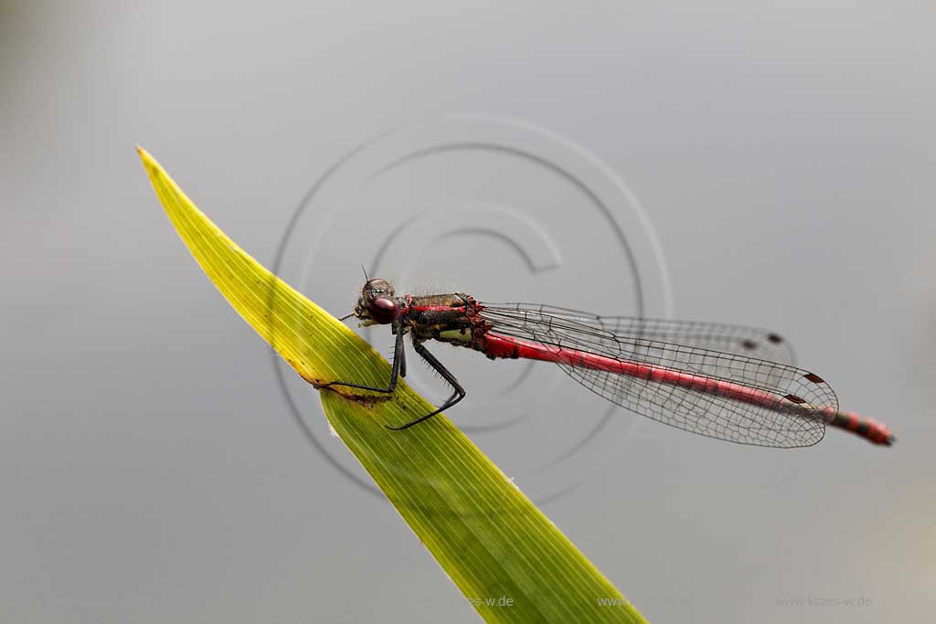 Fruehe Adonislibelle ( pyrrhosoma nymphula ) an Halm sitzend, Fluegel angelegt; red dragonfly