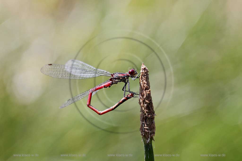 Fruehe Adonislibelle ( pyrrhosoma nymphula ) an Binse sitzend, Hinterleib nach vorne gekruemmt, U-Form; red dragonfly