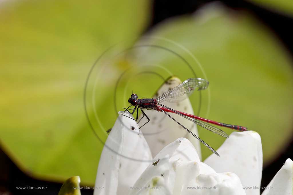 Fruehe Adonislibelle ( pyrrhosoma nymphula ) auf Bluetenblatt der weissen Seerose sitzend; red dragonfly