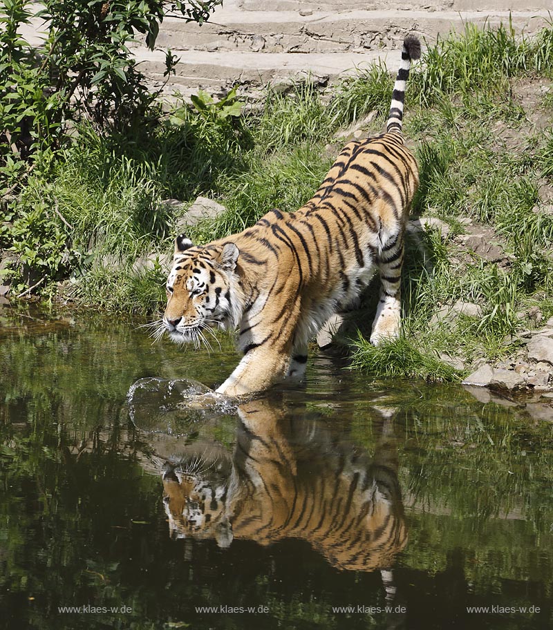 Wupperetal Elberfeld, Zoologischer Garten, neues Tigergehege aus dem Jahre 2007, Sibirischer Tiger schreitet in den Wassergraben, mit Spiegelbild; Wuppertal Elberfeld, zoological garden, new compound of the tigers from 2007, a Siberian tiger.