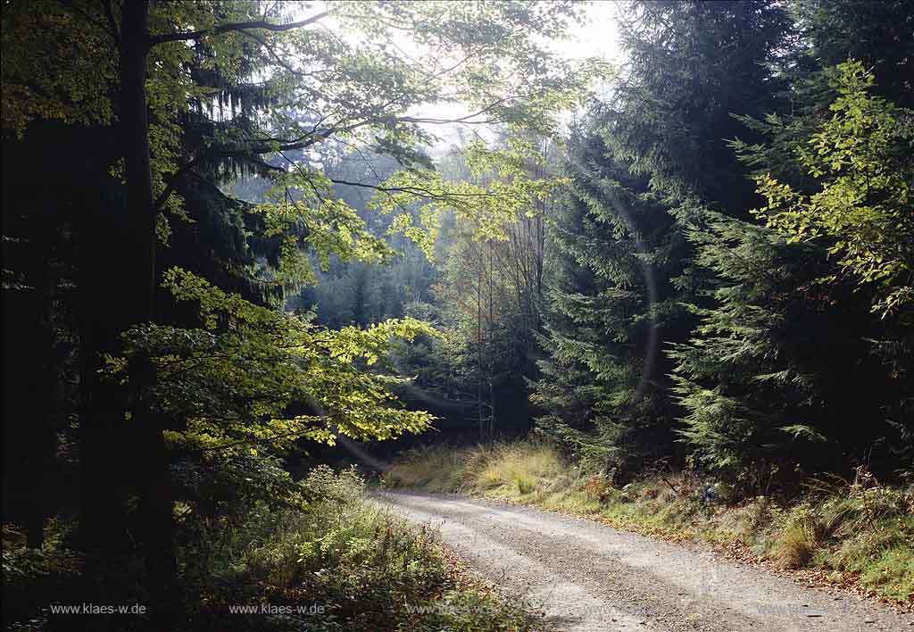 Gummersbach, Oberbergischer Kreis, Bergisches Land, Blick auf Waldweg am Forsthaus