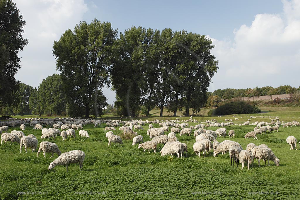 Leverkusen Rheindorf grasende Schafherde auf den Rheinwiesen; Grazing sheep at Rhinegrassland in  Leverkusen Rheindorf