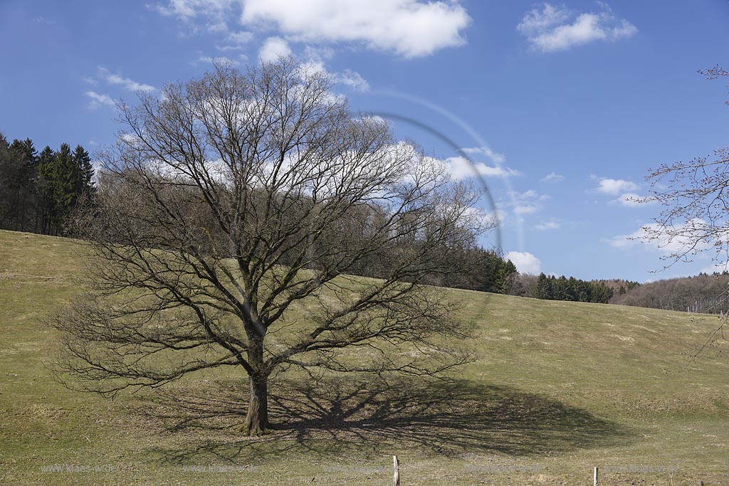 Wipperfuerth Wipperfeld,einzeln stehender Solitaerbaum auf Weide im Fruehling mit kahlen Aesten; Wipperfuerth Wipperfeld, detached tree on  range land in springtime.