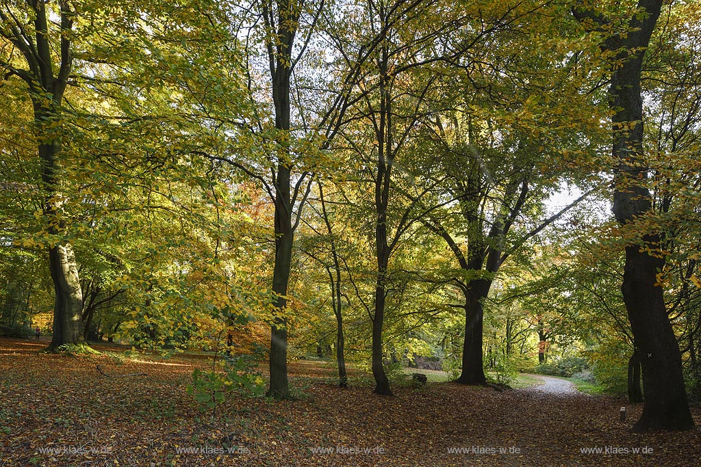 Wuppertal-Elberfeld, Nuetzenbergpark im Herbst, auch als Kaiserhoehe bekannt, ein historischer Park aus dem 19. Jahrhundert, der seinerzeit vom Elberfelder Verschoenerungsverein angelegt wurde; Wuppertal-Elberfeld, park Nuetzenbergpark, as known as Kaiserhoehe.
