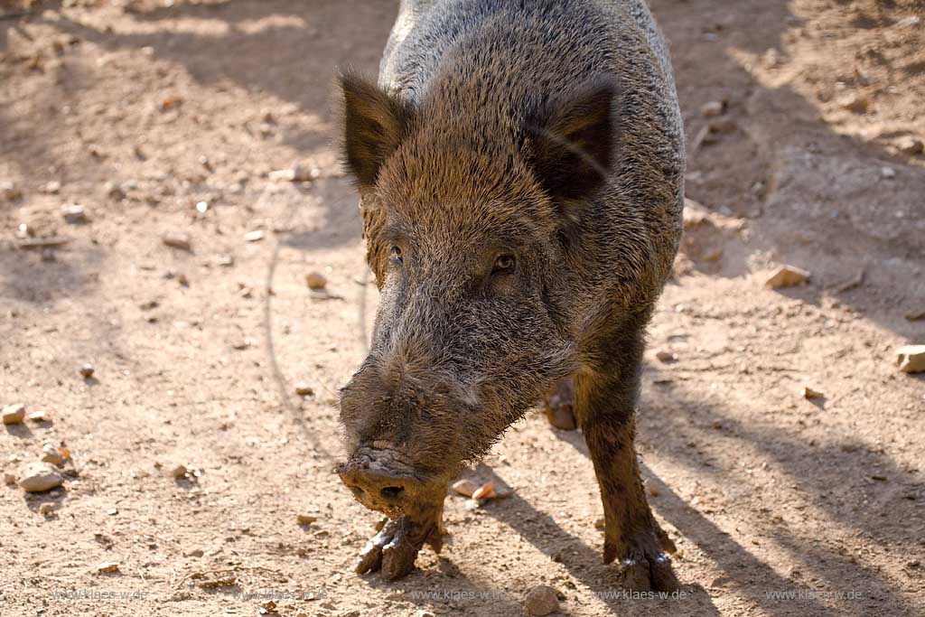 Kirchhundem, Oberhundem, Kreis Olpe, Panoramapark, Panorama Park, Blick auf Wildschwein, Sauerland