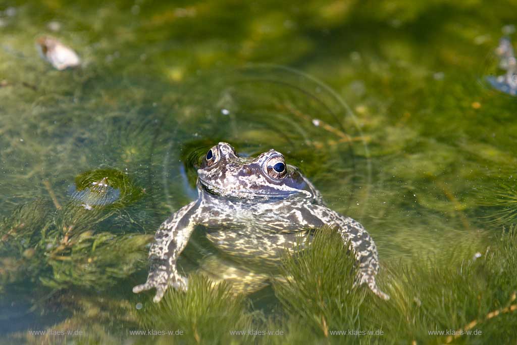 Grasfrosch schwimmend in Gartenteich; Grass frog swimming in garden pond