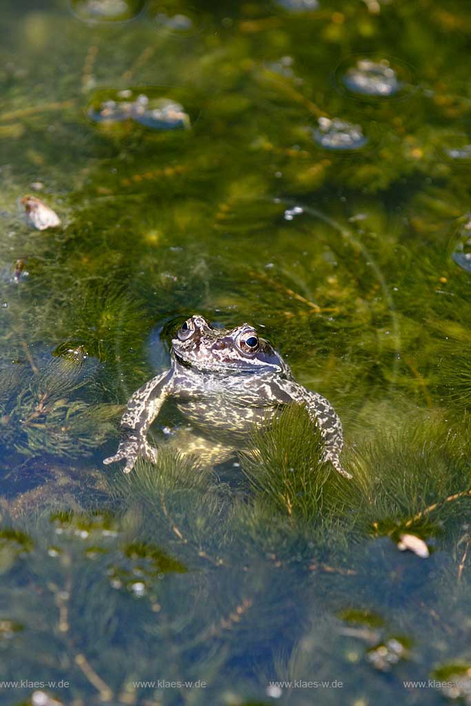 Grasfrosch schwimmend in Gartenteich; Grass frog swimming in garden pond