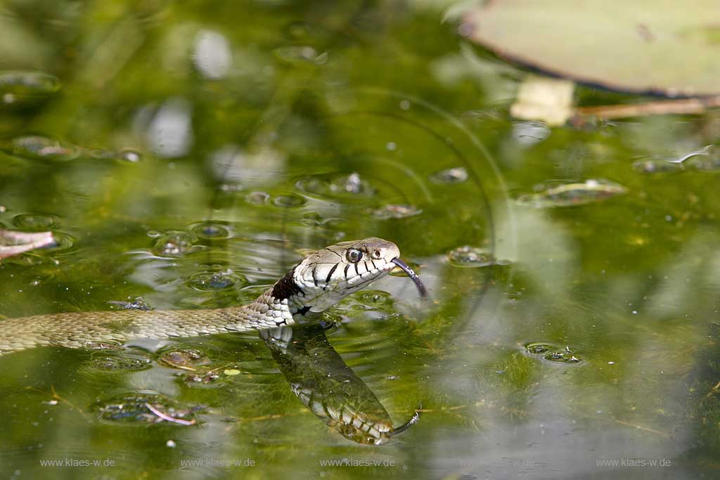 Schwimmende Ringelnatter in Gartenteich; swimming ring snake in a pond of a garden