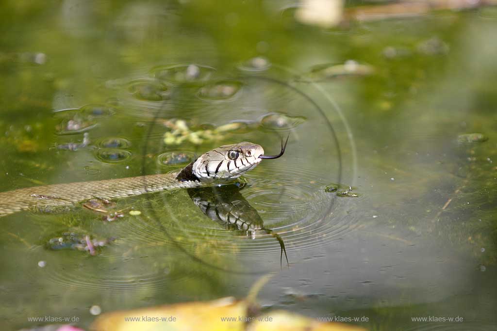 Schwimmende Ringelnatter in Gartenteich; swimming ring snake in a pond of a garden