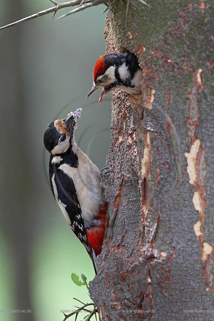 Buntspecht Altvogel fuettert am Baum kletternd den Jungvogel der mit seinem Kopf aus der Bruthoehle lugt ; Klaes/Hagen Naturfotografie
