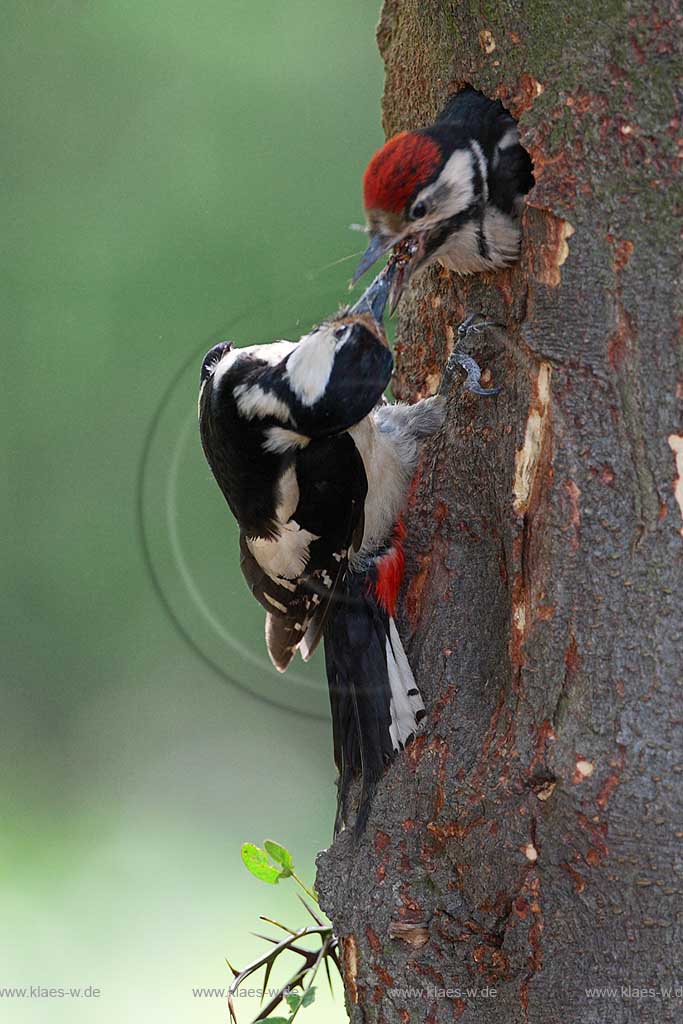 Buntspecht Altvogel fuettert am Baum kletternd den Jungvogel der mit seinem Kopf aus der Bruthoehle lugt ; Klaes/Hagen Naturfotografie