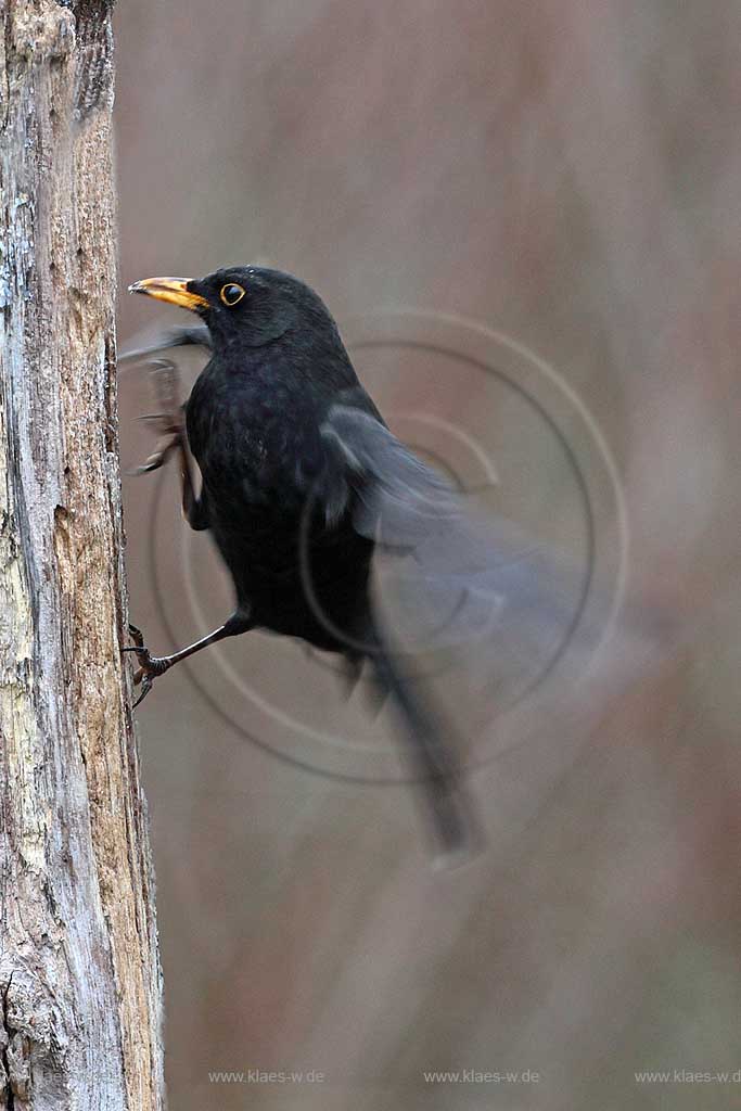 Amsel im Anflug an einen senkrechten Baumstamm