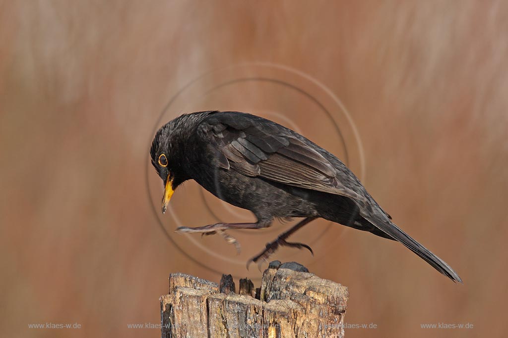 Amsel Maennchen, landet auf einem Baumstamm