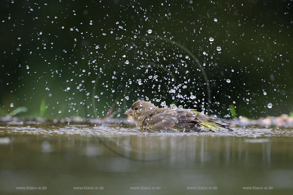 Gruenfing badet im Wasser