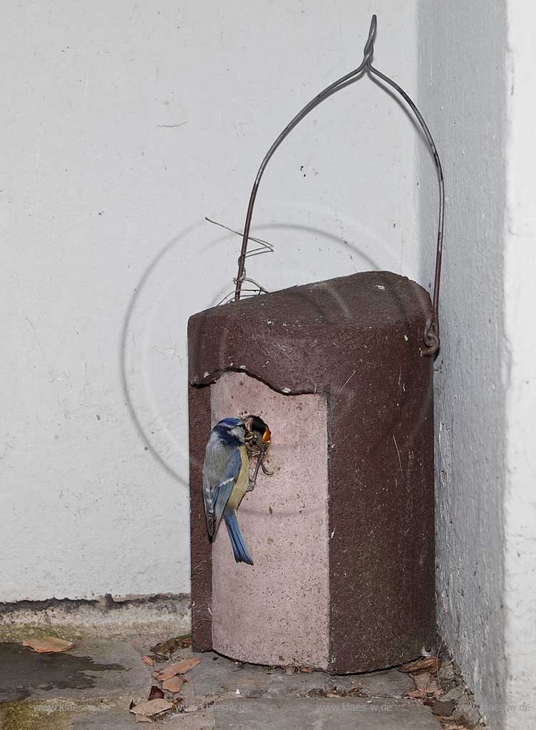 Blaumeise an Schwegler Nistkasten bei Fuetterung des Jungvogels, Uebergabe von Raupen und anderen Insekten in den geoeffneten Schnabel des Jungvogels; Blue tit, tomtit  at birdhouse squab feeding