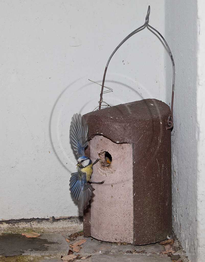 Blaumeise an Schwegler Nistkasten mit ausgebreiteten Fluegeln; Blue tit, tomtit  at birdhouse